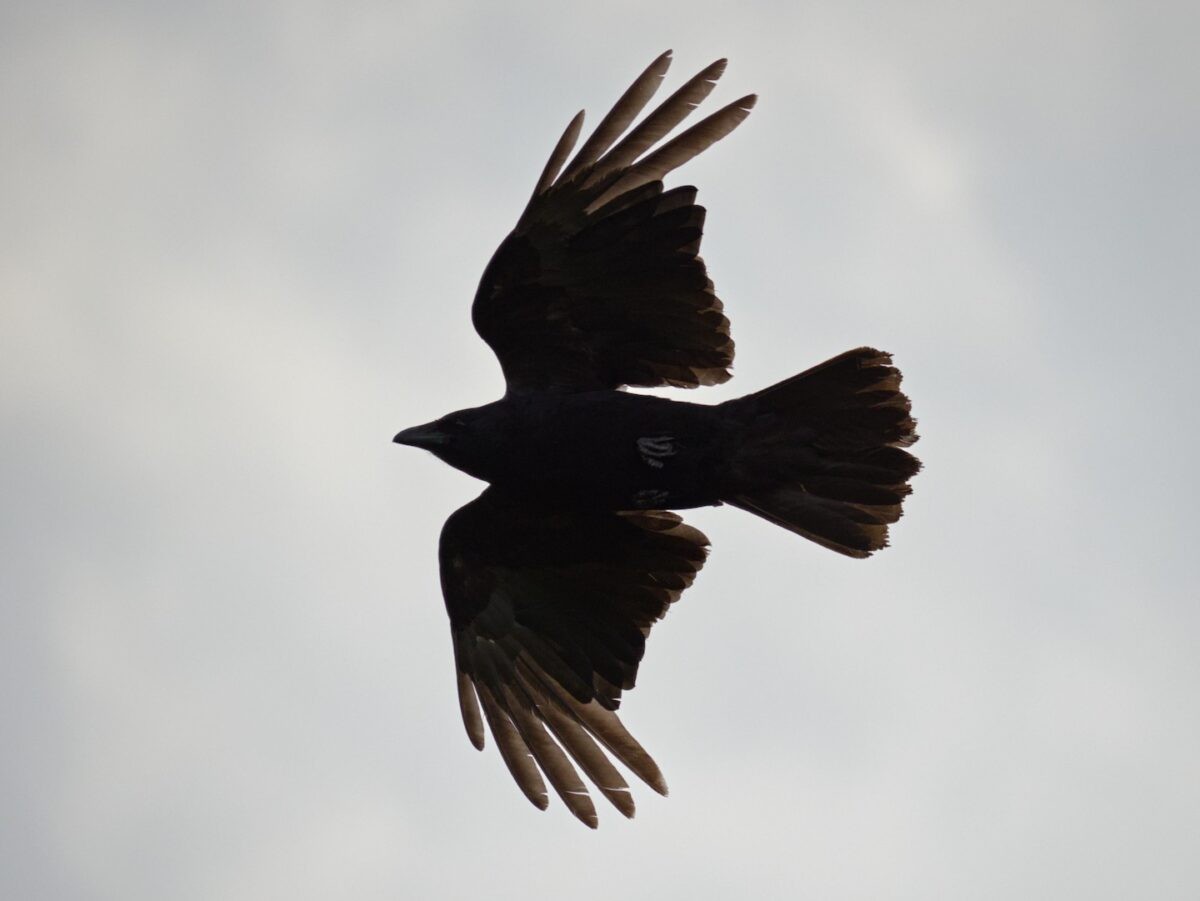 A carrion crow in flight silhouetted against bright clouds