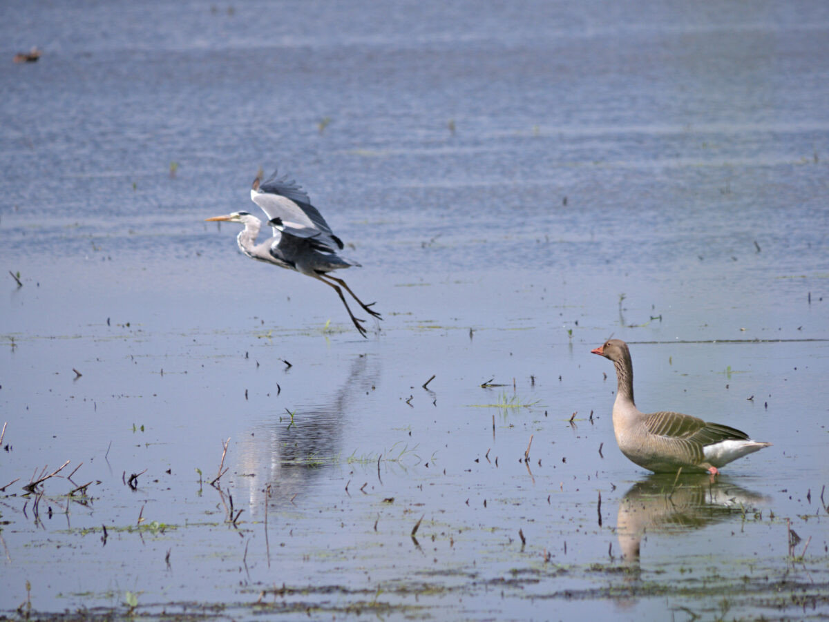 A grey heron about to land in front of a swimming goose